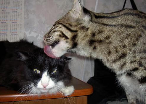 世俱杯时间-星辰与荆棘，当拉什福德照亮英格兰，阿根廷的利刃已悬在喀麦隆头顶