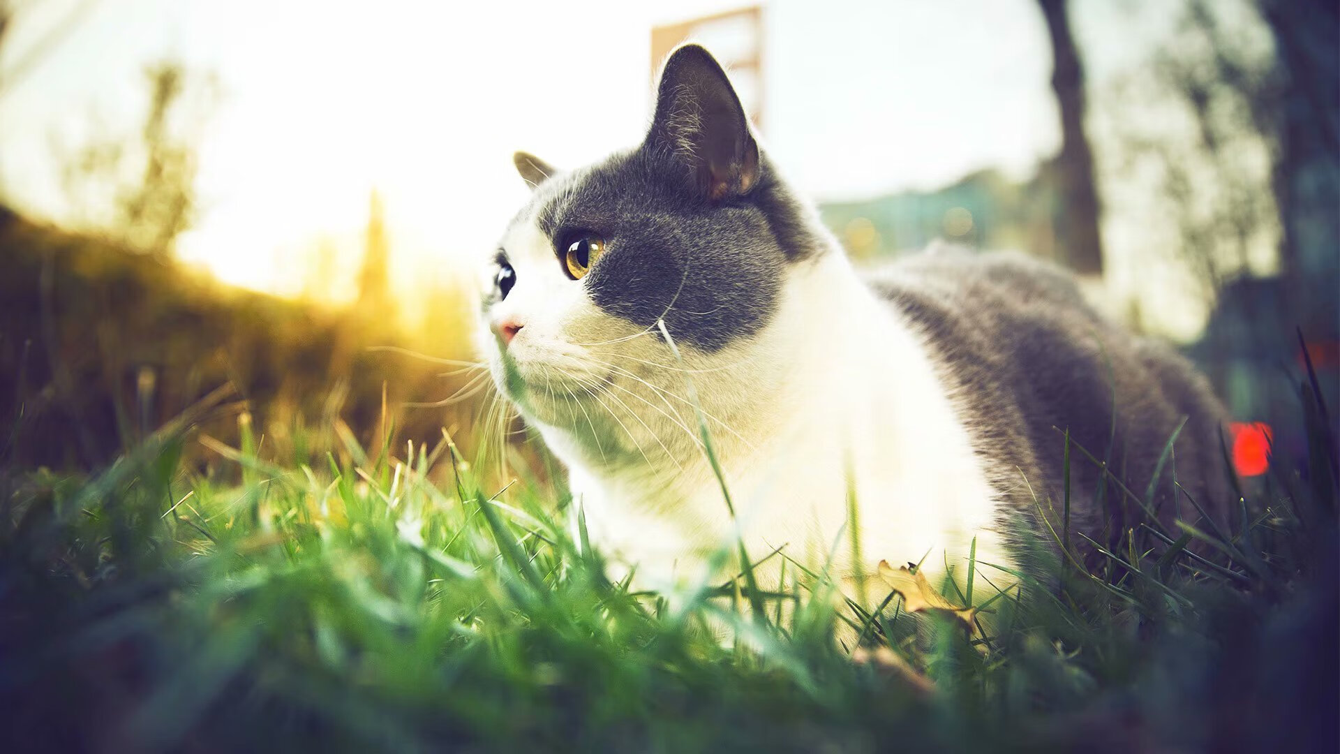 奥纳纳闪耀NBA季后赛之夜，焦点战中的自我证明