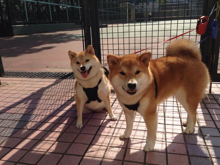 铁闸阿坎吉独木擎天，秘鲁防线坚不可摧，战术纪律击退马里黑旋风
