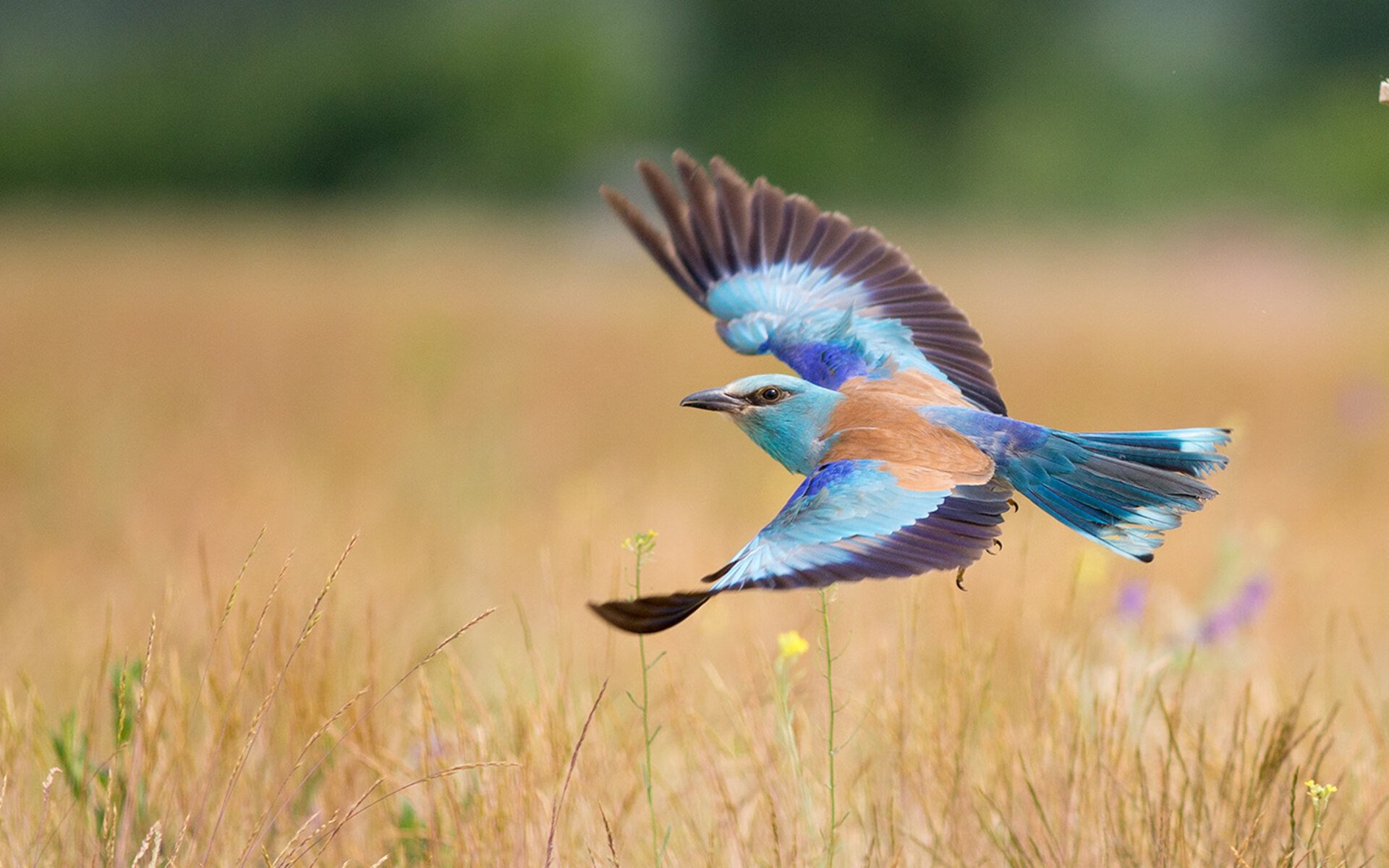 刀刃上的鹰与鹿,当特雷·杨绝杀猛龙,字母哥已在总决赛接管世界