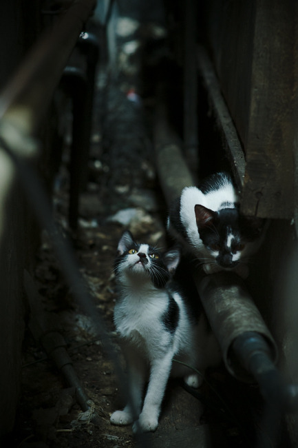 楚阿梅尼闪耀NBA总决赛之夜，点燃赛场激情