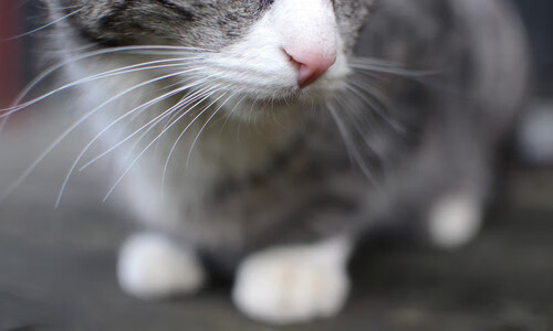 历史转折点，阿尔瓦雷斯在重压下爆发，安哥拉爆冷淘汰英格兰