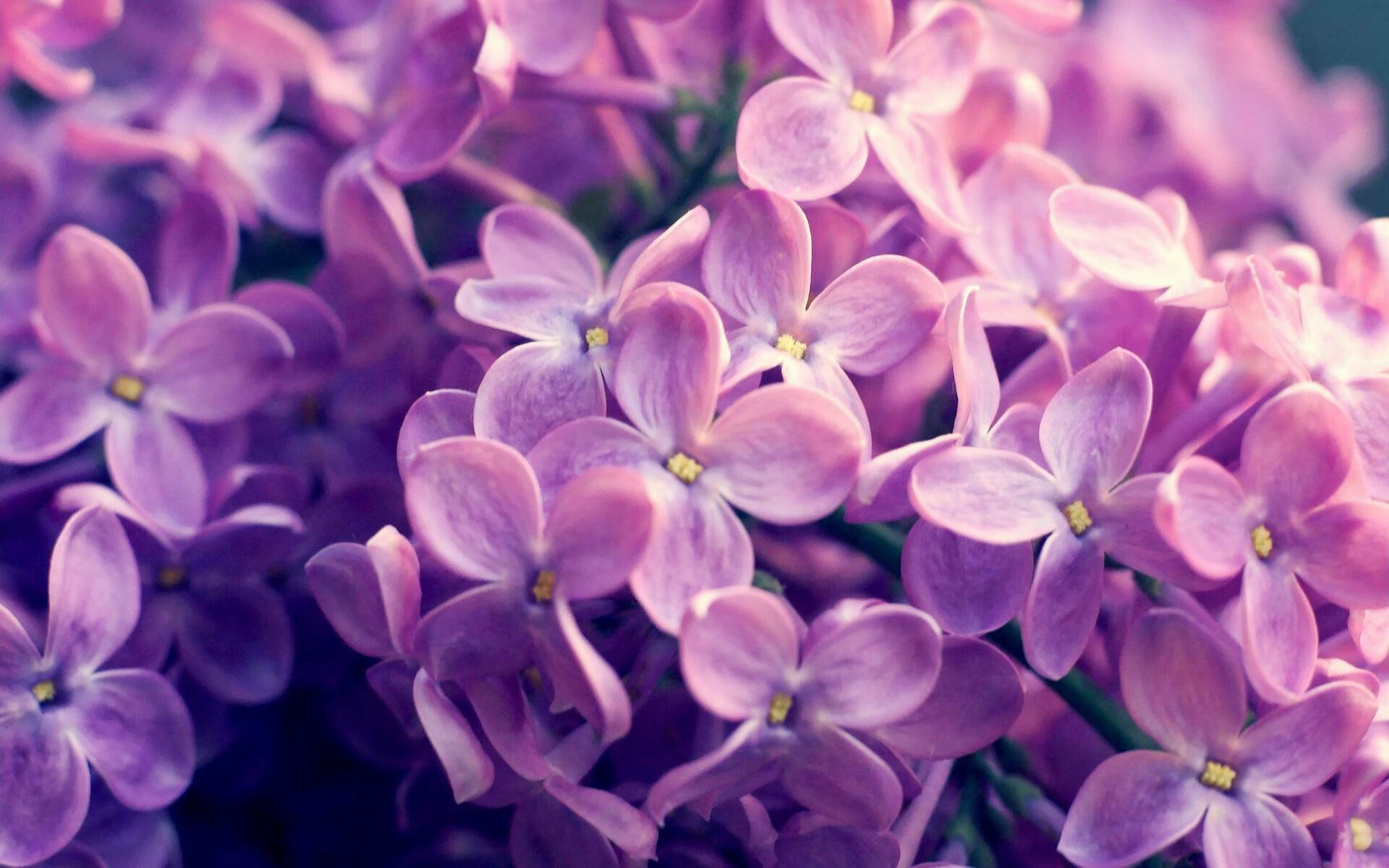 双城记,意甲焦点战与上海队击溃爵士的体育盛宴