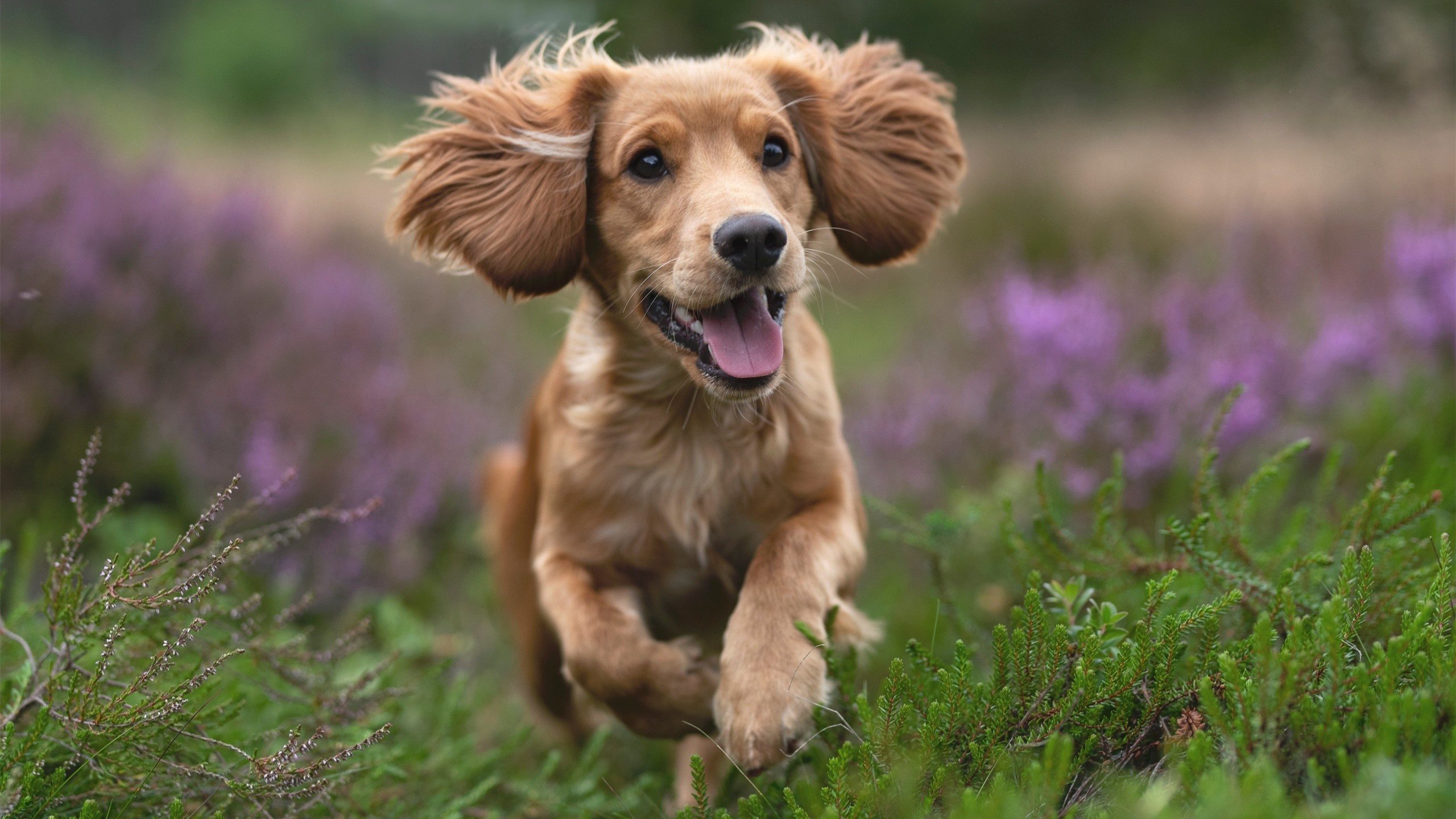 奥运周期关键战，爵士力克广厦展露峥嵘