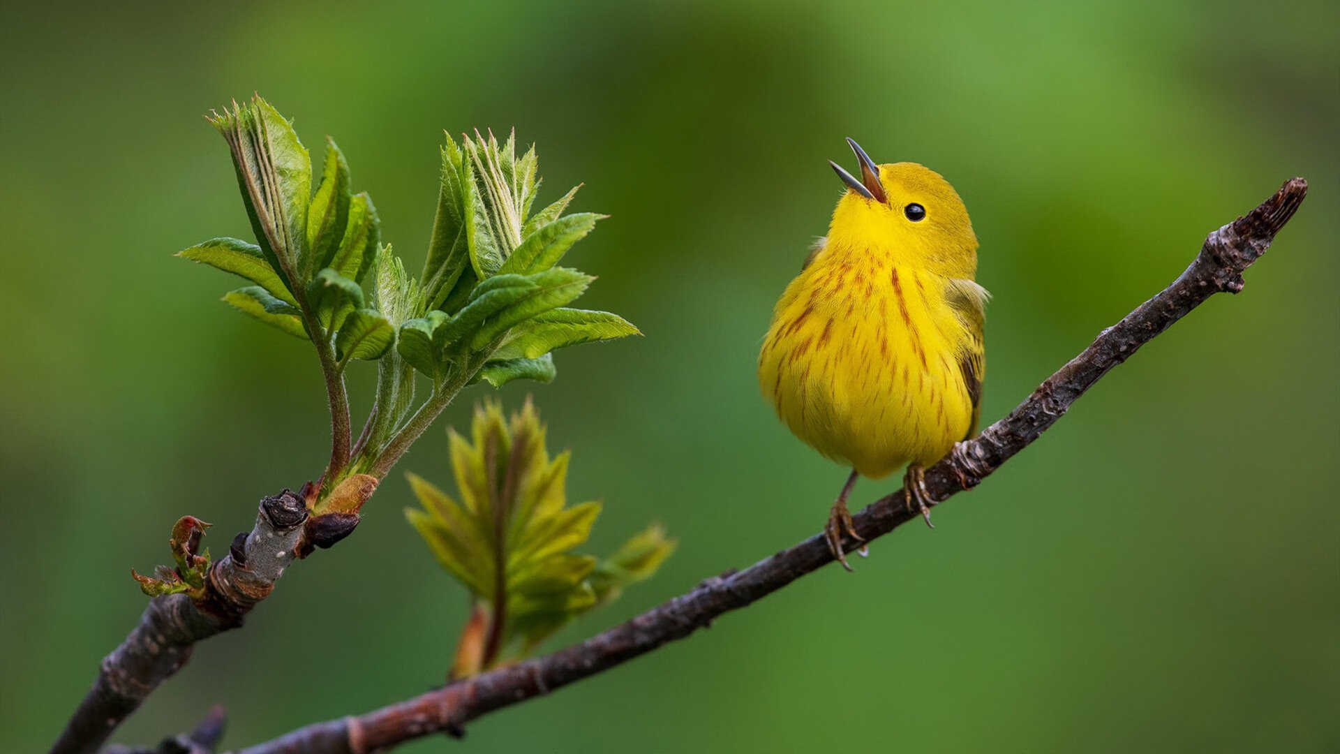 突尼斯终结勒沃库森神话，德布劳内关键先生铸就辉煌