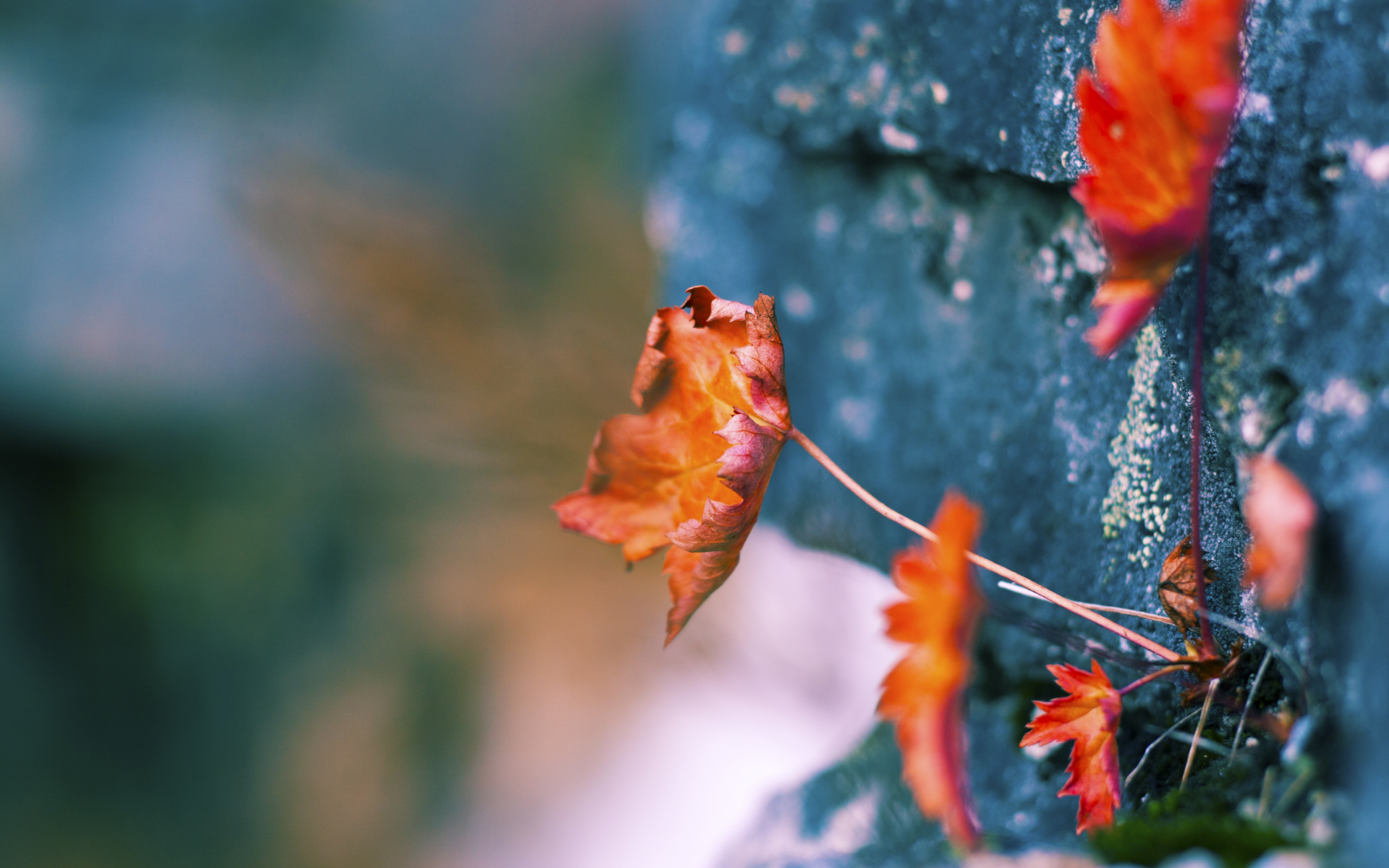 波斯铁骑与欧冠角斗场,当历史战役在绿茵重现