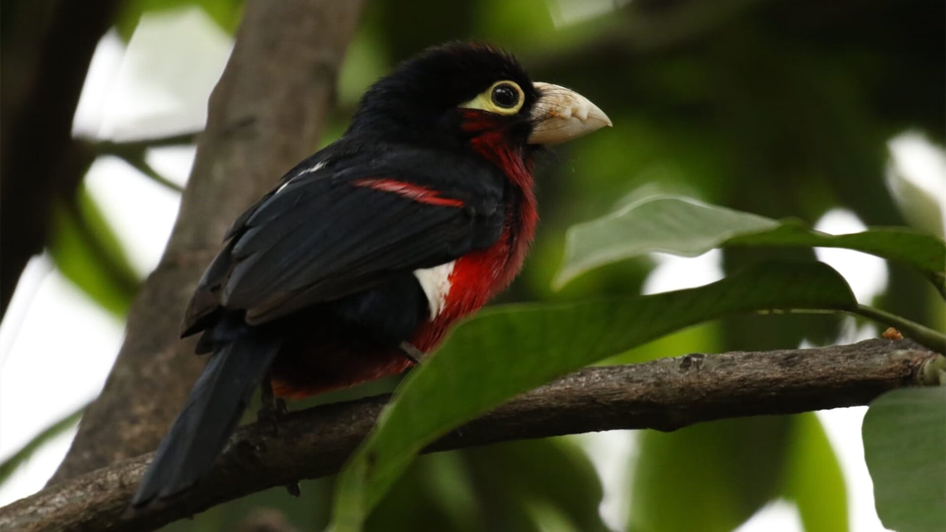 文班亚马统治攻防,国王轻取尼克斯