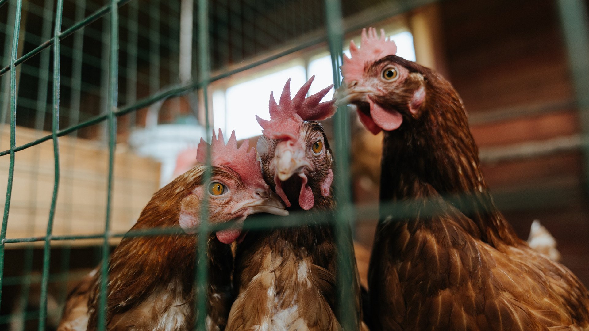 美加墨世界杯焦点战,上海队奇迹淘汰迈阿密热火,足球与篮球的跨界风暴