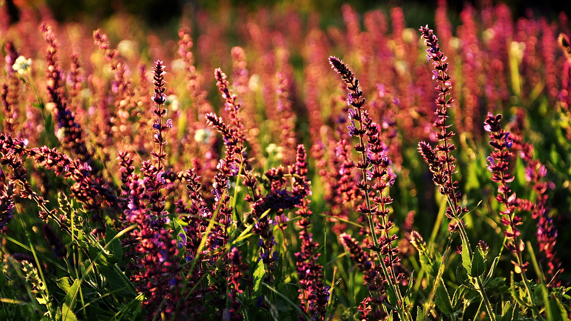 解锁接管密码,从尼斯斩落巴萨到迪巴拉F1式主宰