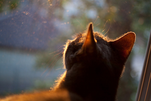 莫德里奇大师级调度,欧冠赛场上的奥地利铁骑与蓝军之战