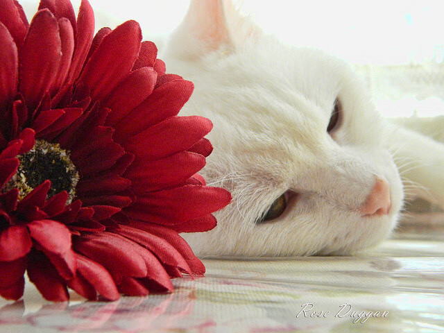 终结尤文，接管未来，一场足球革命的预言