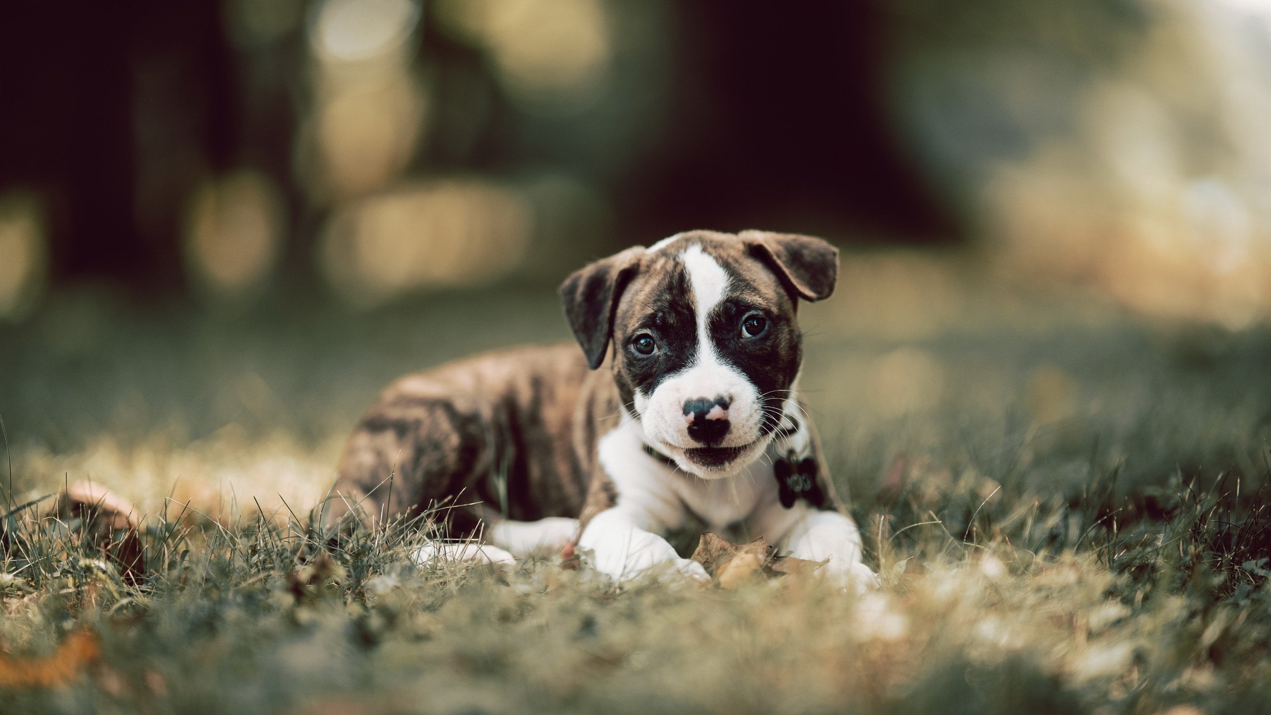 单节风暴掀翻卫冕冠军,锡安三记重锤定江山