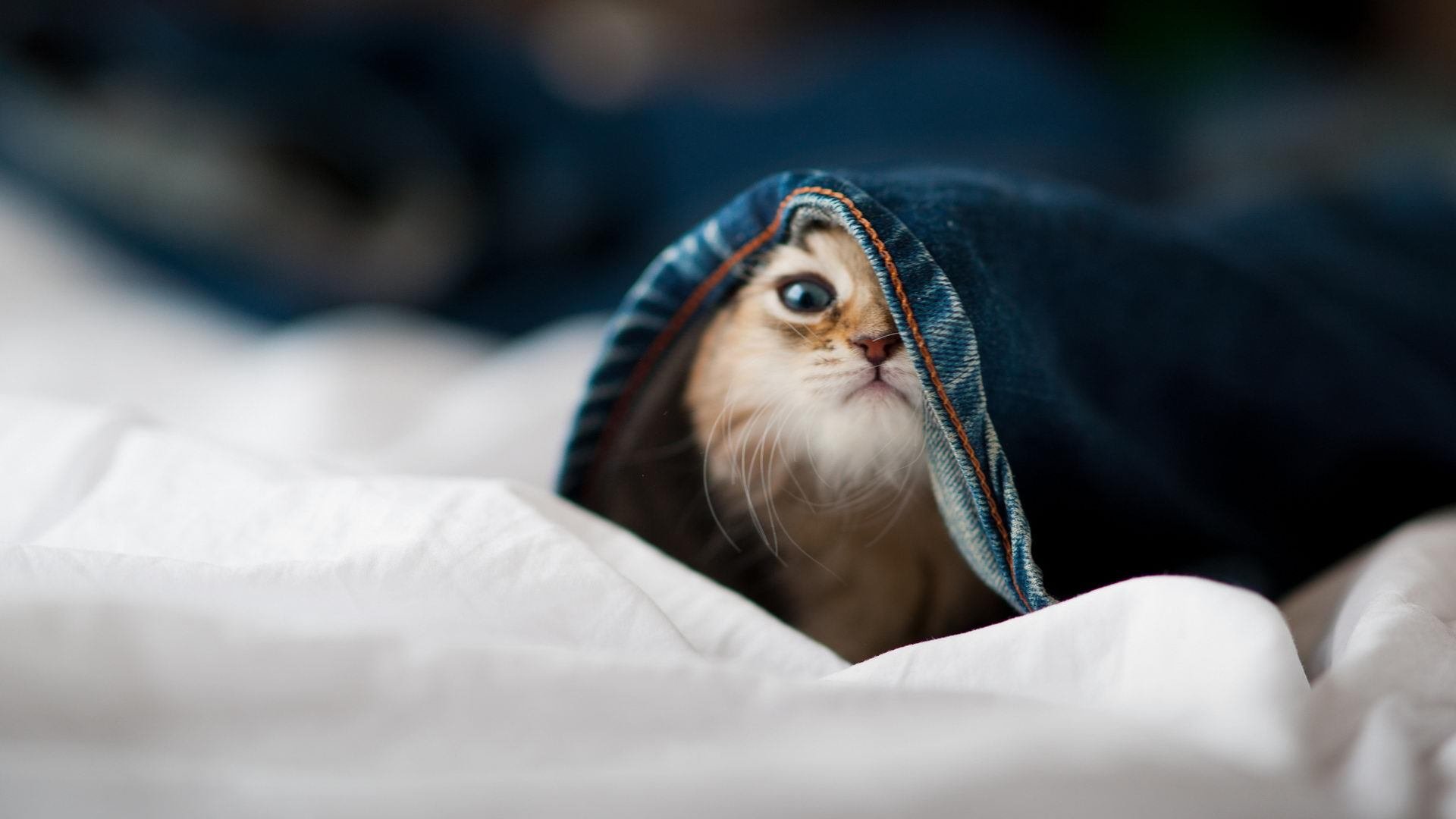 利拉德时间到！热火客场浇灭广东，超大舞台方显杀手本色