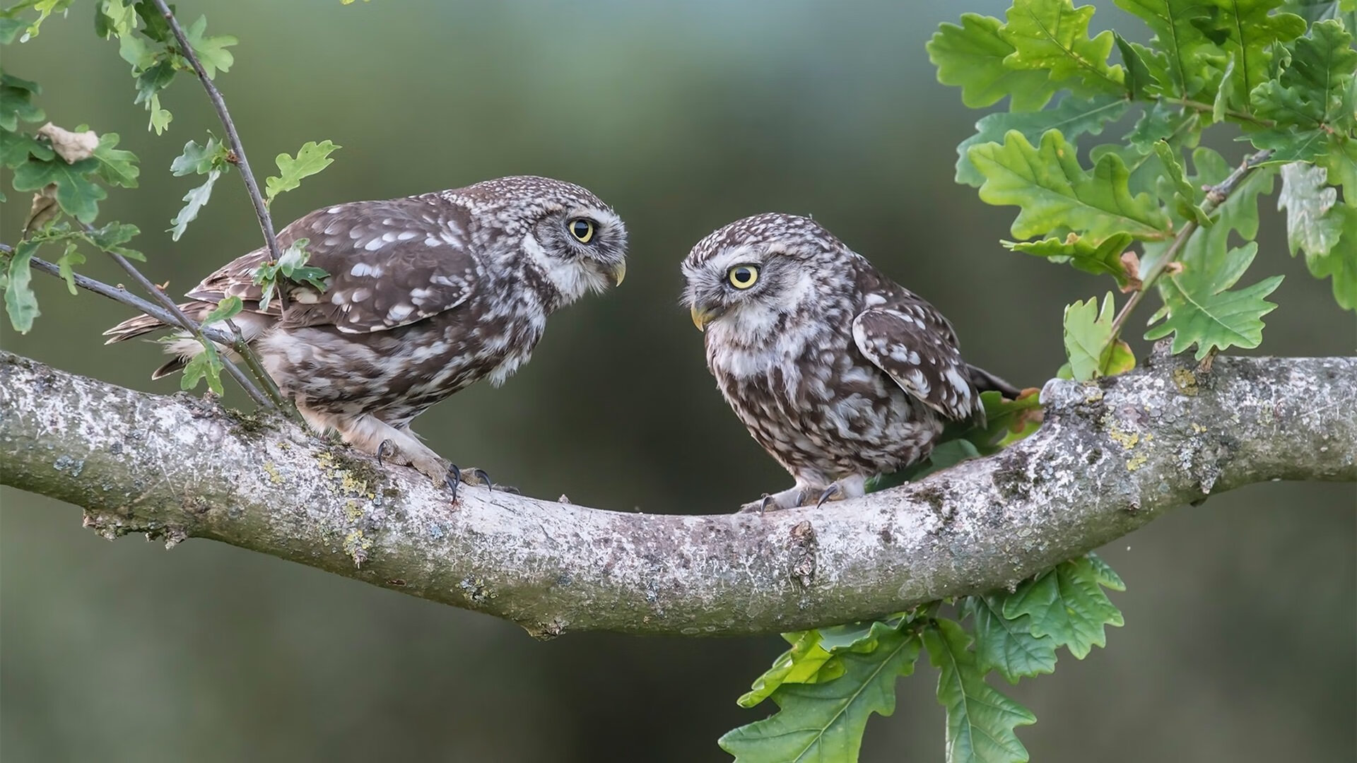 德甲争冠焦点战，卡塔尔防守锁死勒沃库森，拜仁战术制胜